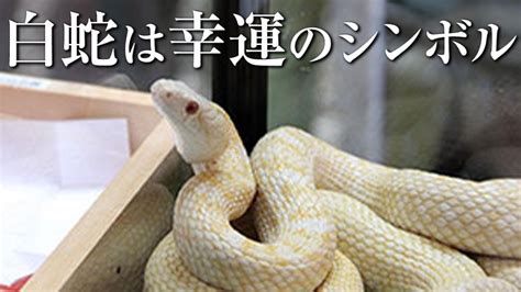 日文好聽名字 蛇幸運色